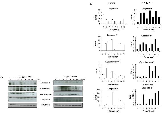 S.typhimurium 감염정도에 따른 세포사멸의 차이