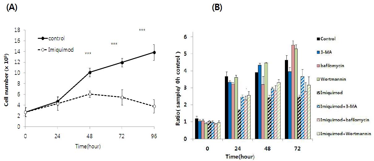 Malme-3M 세포에 TLR 자극 물질인 IMQ 에 의한 세포성장 억제 확인.
