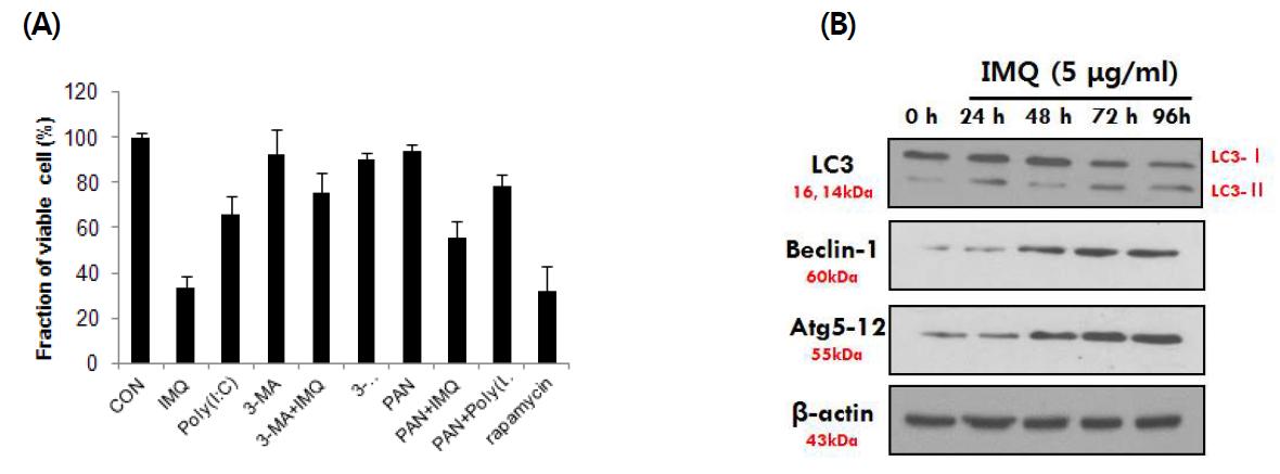 PC3 세포에서 TLR 자극물질에 의한 autophagy 확인.