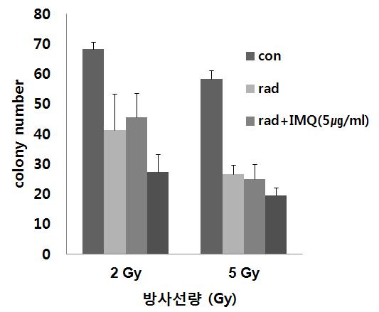 TLR 자극물질 처리만으로는 세포 사멸이 관찰되지 않았던 Hep3B 세포주에서 IMQ 전처리 후 방사선 조사를 통해 세포 사멸이 촉진됨을 확인하였다