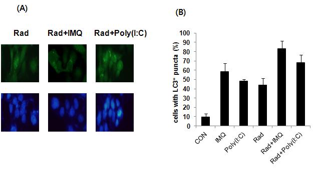 방사선 조사 전 TLR 자극물질 처리로 인한 세포 내 atuopahgy 촉진. autophagosome을 LC-3 항체를 이용하여 측정함