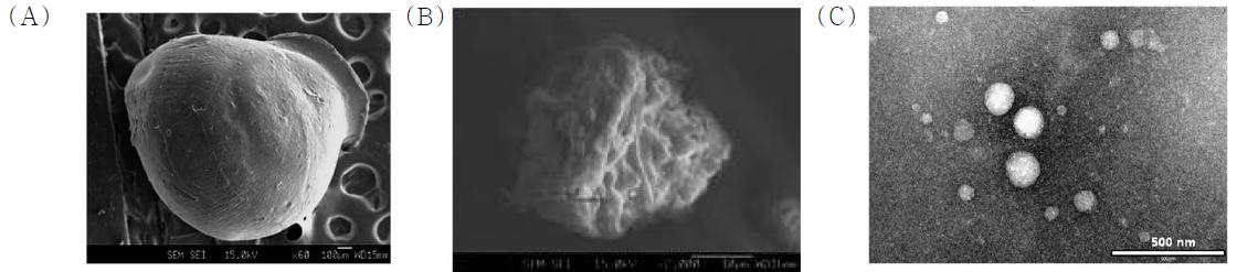 Morphology of astaxanthin-loaded macro bead (A), microcapsule (B), and nanoparticle (C).