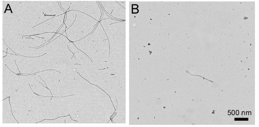 Macrocyclic cyanines inhibit tau aggregation.