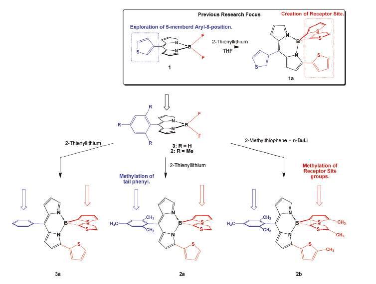 (Top) Structures of Related Compounds That Have Been Previously Reported. (Bottom) Preparation of “Scorpionate-Like” BODIPY Derivatives and the Positions of Methylation