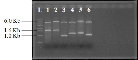 Gel electrophoresis of recombinant plasmid after double digestion of restriction enzyme (Lane L: 1 Kb ladder, Lane 1: YCplac22 and lcb1 in SCyL1,2, Lane 2: YCplac33 and lcb2 in SCyL1,2, Lane 3: YCplac22 and tsc10 in SCyT10, Lane 4: YCplac22 and lac1 in SCyC1G1, Lane 5: YCplac33 and lag1 in SCyC1G1, Lane 6: YCplac22 and sur2 in SCyS2)