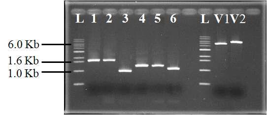 Gel electrophoresis of target genes and YCplac22, and YCPlac33 plasmid (Lane L: 1 Kb ladder, Lane 1: lcb1, Lane 2: lcb2, Lane 3: tsc10, Lane4: lac1, Lane 5: lag1, Lane 6: sur2, Lane V1: linear YCplac22, and Lane V2: linear YCplac33)