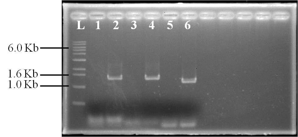 Gel electrophoresis of S. cerevisiae C1G1S2 for target genes (Lane L: 1 Kb ladder, Lane 1, 3, 5 in control strain, Lane 2, 4, 6 in integration strain, Lane 1, 2 for lac1 gene, Lane 3, 4 for lag1 gene, Lane 5, 6 for sur2 gene)