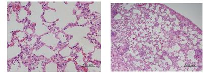 토모테라피 시행 전 정상 rat 모델의 폐소견