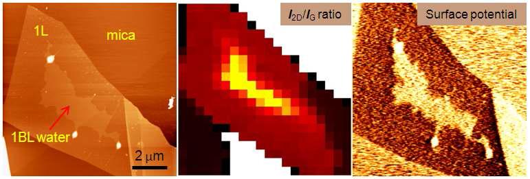 (좌) 마이카 기판위의 1L 그래핀의 AFM 이미지. (중) 왼쪽 그림의 시료에 대한 Raman mapping image. (우) SKPM (scanning Kelvin probe microscopy)로 측정한 surface potential map.