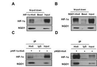 Interaction between NQO1 and HIF-1α.