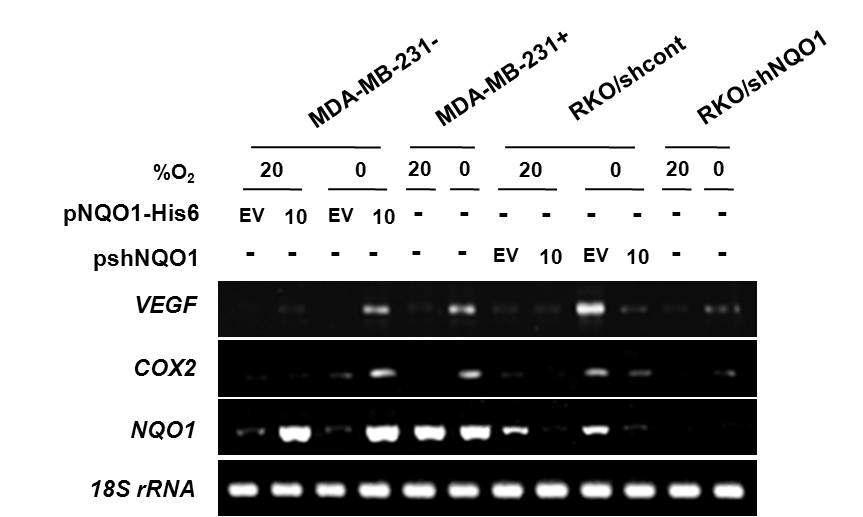 HIF-1α-regulated genes expression