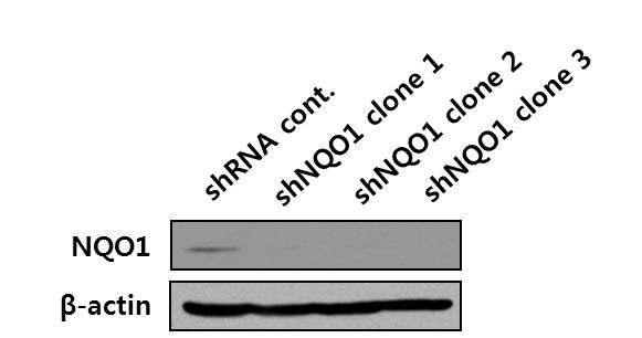 Western blot analysis of NQO1 knock down stable cell line