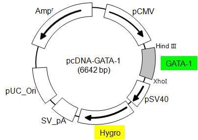 Schematic diagram of pcDNA-GATA-1