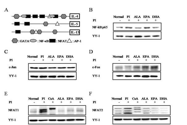 Effects of omega-3 fatty acids on various transcription factors in MC/9 mast cells.
