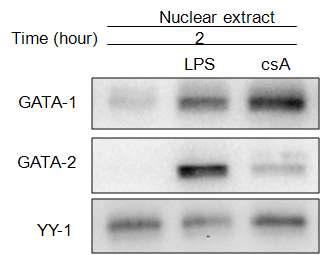 Effects of LPS on GATA proteins.