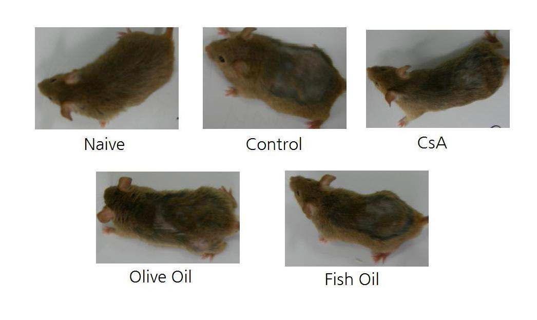 Comparison of skin manifestation between Control and Fish oil treated group in NC/Nga mice.