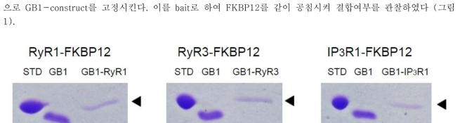 GB1에 fusion된 dipeptide region과 FKBP12간의 pulldown assay 결과