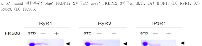 GB1에 fusion된 dipeptide region과 FK506과의 경쟁 pulldown assay