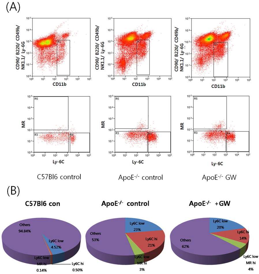 고콜레스테롤 식이를 한 24주령 C57BL/6 와 apoE-/- 마우스 모델에서의 비장 Ly-6C 단핵구 비교.