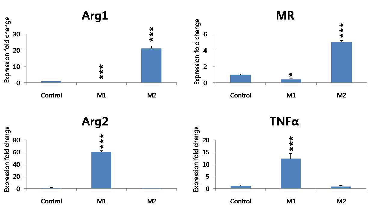 마우스로부터 추출한 골수세포에 M1/M2 대식세포로 유도하여 24시간후 M1 관련 마커 유전자(Arginase 2, TNFa)와 M2 마커유전자(Arginase1, MR)를 qPCR로 확인함.