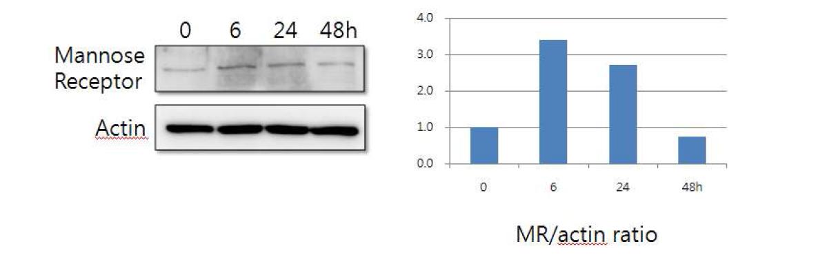 Raw264.7 세포에서 IL-4 20ng/ml 처리후 시행한 mannose receptor의 immunoblotting 사진.