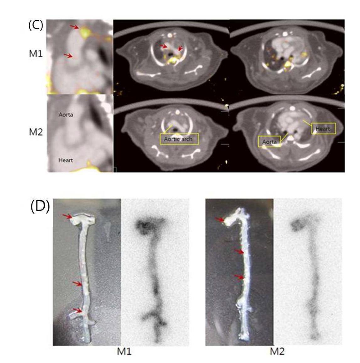 마우스 대동맥의 M1/M2 MRI, SPECT/CT imaging 및 autoradiography