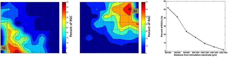 자극전극 (S1, S2)에서 자극이 제시되었을 때, 자극의 세기에 의해 충실하게 변조되는 세포들의 위치