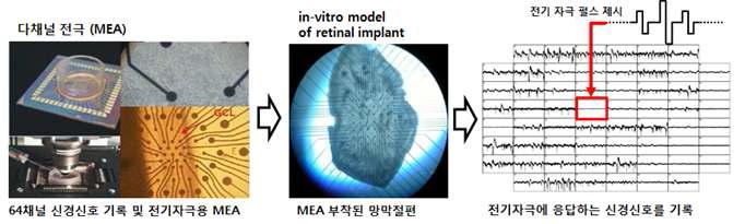 변성망막 동물모델 기반 인공망막 in-vitro 모델 및 이를 이용한 전기자극-신경신호기록 실험 수행