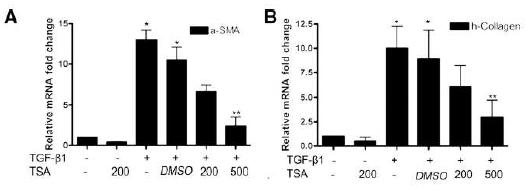 Fig. 8. Inhibition effect of HDAC inhibitor on myofibroblast differentiation in lung fibroblast