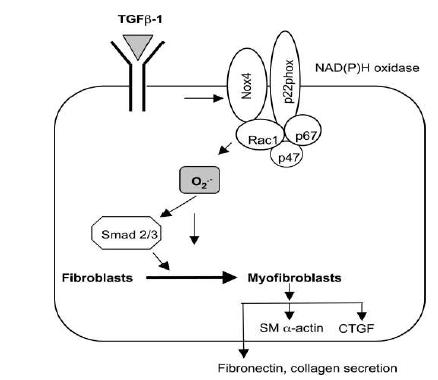 Fig. 4. Proposed scheme for the role of Nox4 in TGF-β 1-induced cardiac fibroblast differentiation into myofibroblasts