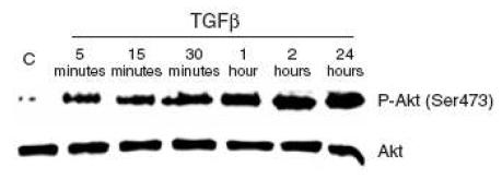 Fig. 6. TGF-β1-induced AKT activation in dermal fibroblast