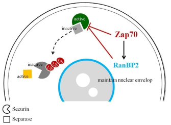 난자 내에서 Zap70의 작용 메카니즘