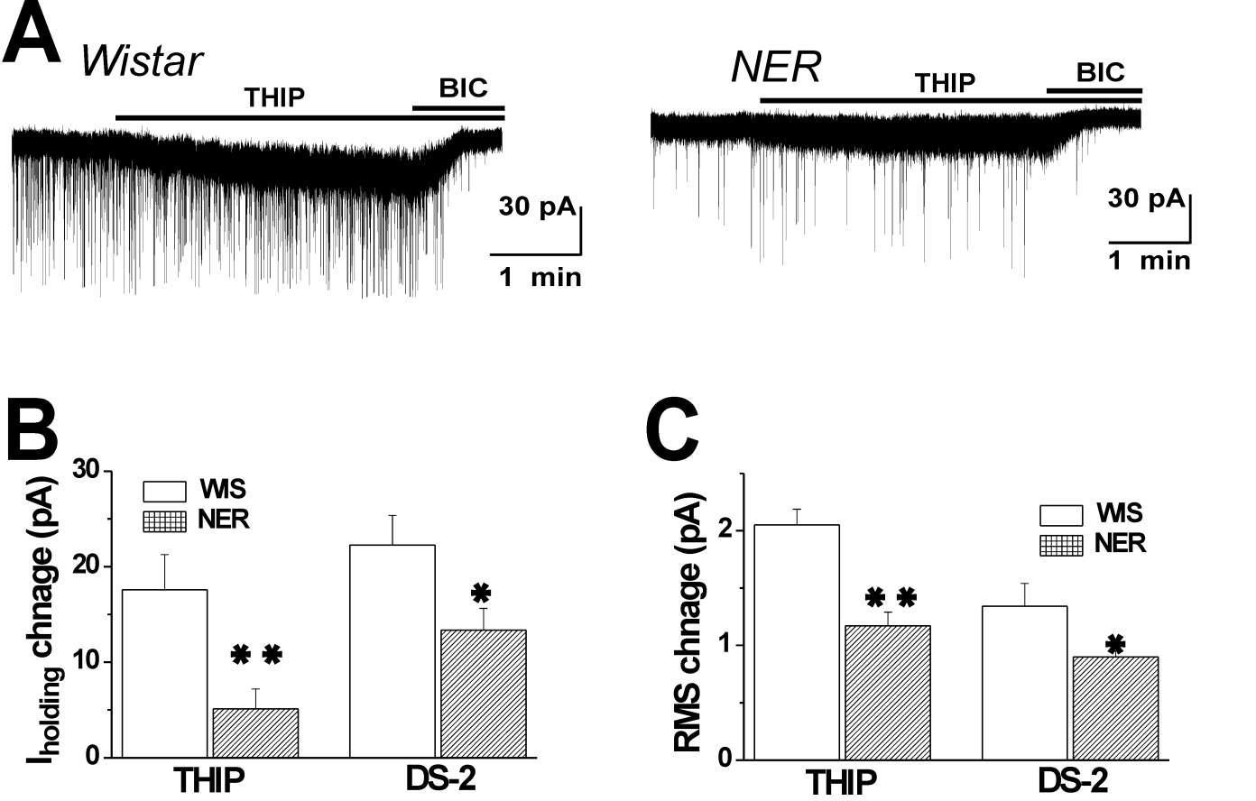 Effects of GABAAR δ subunit modulators on Itonic of DGGCs in Wistar and Noda epileptic rats.