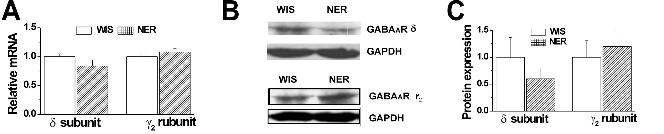 GABAAR δ nd γ2 subunit expression of the dentate gyrus in Wistar (WIS) and Noda epileptic rats (NER).