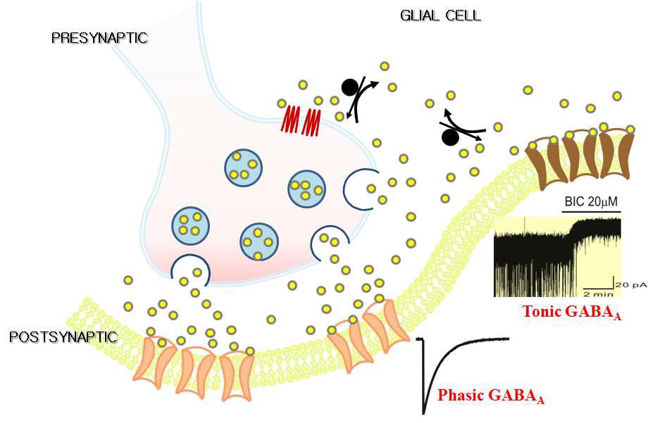 Synaptic GABAAR 수용체를 통한 전통적인 IPSC(PHASIC inhibition)와 달리 extrasynaptic GABAA 수용체의 지속적 활성(TONIC inhibition)은 GABAA 수용체 길항제(BIC, bicuculine)를 통해서만 확인된다