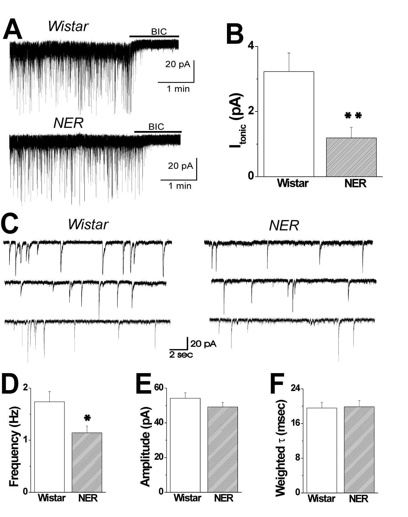 Decreased tonic GABAA inhibition in Noda epileptic rats.