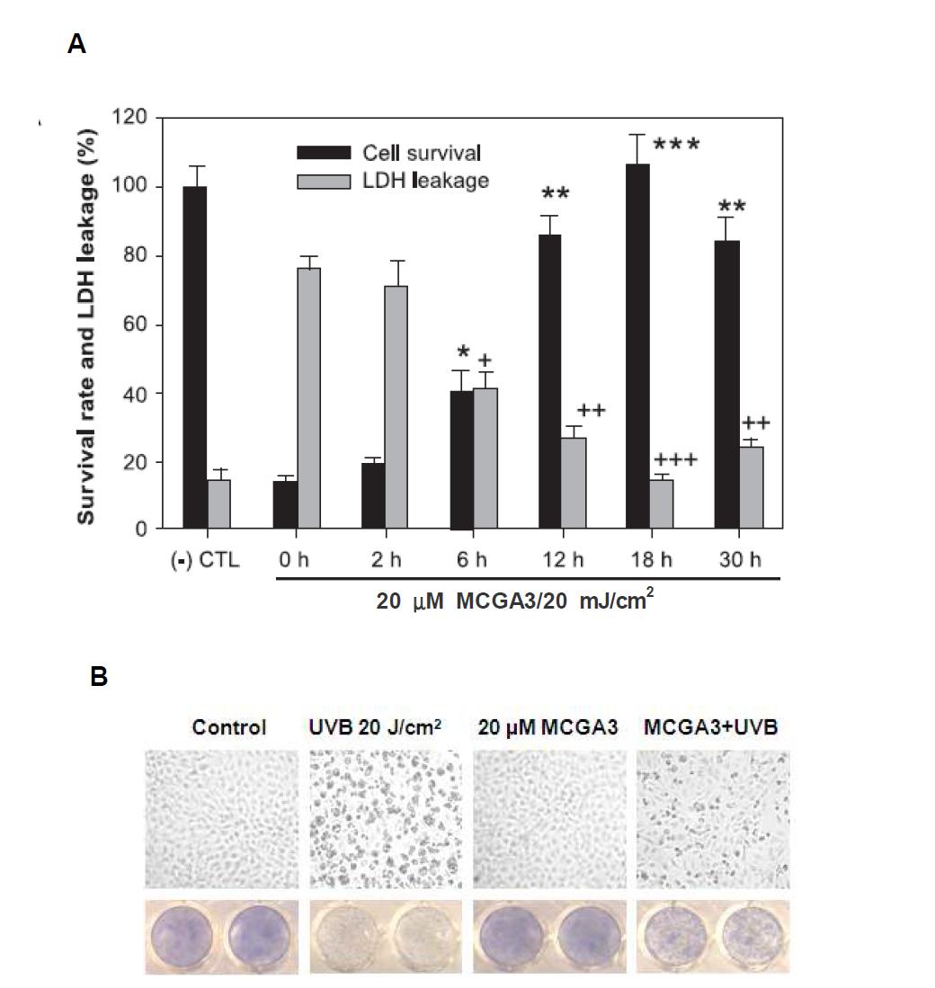 Time-dependent antinecrotic effect of MCGA3. (A) Cells preincubated with 20 μM MCGA3 for 0 – 30 h and after which the media were removed and cells were washed once with PBS and then fresh PBS was added and cells were exposed to UVB(20 mJ/cm2).