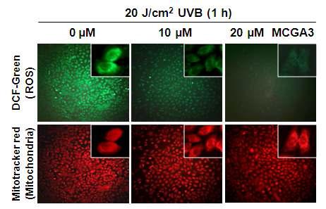 Effect of MCGA3 on intracellular ROS and ROS generation by UVB irradiation. Cells were grown in a two-well chambered coverglass and incubated with or without MCGA3 (10 and 20 μM)for 24 h and subsequently irradiated with or without 20 mJ/cm2 UVB.