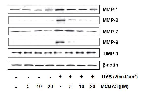 Inhibitory effects of MCGA3 on UVB-mediated increased expression of MMPs and TIMP-1 in HaCaT cells. HaCaT cells were treated with different doses of MCGA3 (5– 20 μM) for 24 h after which the media were removed and cells were washed once with PBS and then fresh PBS was added and cells were exposed to UVB(20 mJ/cm2).