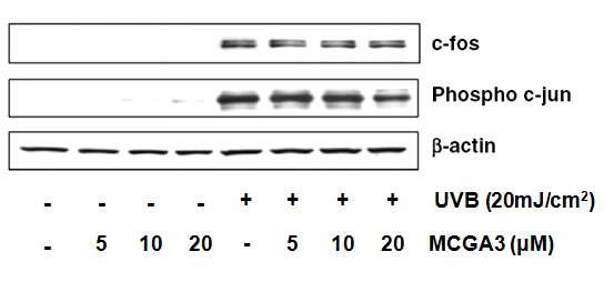 Effects of MCGA3 on UVB-mediated phosphorylation of c-jun and expression of c-fos in HaCaT cells. HaCaT cells were treated with different doses of MCGA3 (5– 20 μM) for 24 h after which the media were removed and cells were washed once with PBS and then fresh PBS was added and cells were exposed to UVB UVB(20 mJ/cm2).