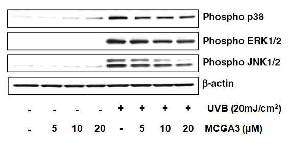 Inhibitory effects of MCGA3 on UVB-mediated phosphorylation of ERK1⁄ 2, JNK1⁄ 2 and p38 in HaCaT cells. HaCaT cells were treated with different doses of MCGA3 (5– 20 μM) for 24 h after which the media were removed and cells were washed once with PBS and then fresh PBS was added and cells were exposed to UVB(20 mJ/cm2).