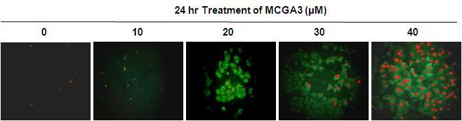 Observation of apoptotic cells using Annexin-V-FLUOS staining and confocal microscopy. Confluent A431 cells grown on covered chamber slides were pretreated with MCGA3 for 24 h.