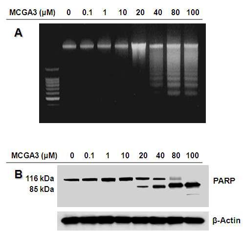 Induction of apoptosis by MCGA3 in human epidermoid carcinoma A431 cells. A. Confirmation of apoptosis observed by DNA fragmentation analysis. B. Confirmaiton of the apoptotic enhancement observed by PARP cleavage.