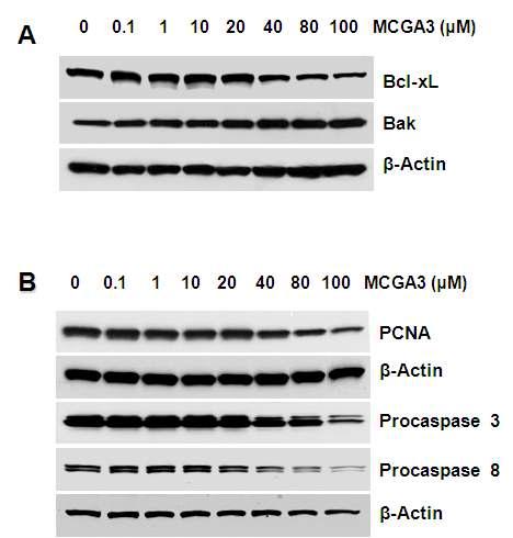 A. Protein expression of PCNA, caspase 3, and caspase 8 determined by immunoblotting. B. Changes in the level of Bcl2 family. Confluent A431 cells were treated with MCGA3(0, 0.1, 1, 10, 20, 40, 80, 100 μM) for 24 hours,and then processed for whole celllysates.