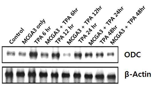 Inhibitory effect of MCGA3 on TPA -induced epidermal ODC protein expression in SENCA mice.