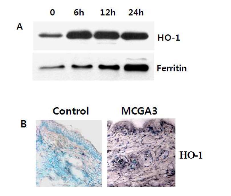 A, Epidermal HO-1 and firritin protein expression by topical treatment of MCGA3 in SENCA mouse. At different time after treatment, the animals were sacrificed, the skin lysates were obtained. B, MCGA3-induced HO-1 expression in SENCA mice. The skin punch biopsies were frozen in optimal-cutting- temperature compound under liquid nitrogen immediately after removal and immunostaining of HO-1 was performed as detailed in the materials and methods. A representative picture from 3 independent immunostaining is shown.