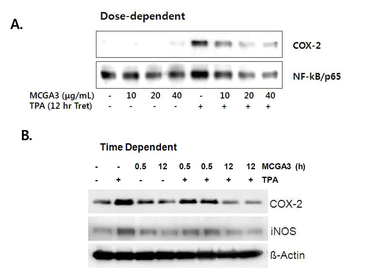 A, Dose-dependent-inhibitory effect of MCGA3 on TPA-induced activation of COX-2 and NF-kB. B. Time-dependent-inhibitory effect of MCGA3 on TPA-induced activation of COX-2 and iNOS in SENCA mice.