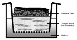 피부조직형성을 유도하기 위한 3차원 기관형적 배양법(3 dimensional organotypic culture)