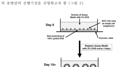 3차원 기관형적 배양법(3 dimensional organotypic culture)을 이용한 유방암 모델 2. 국내외 기술개발 현황 가. 국내외 기술개발 현황 □ 3차원 기관형적 배양법