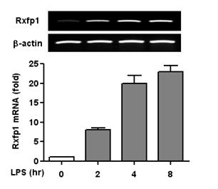 Increased expression of rxfp1 mRNA by LPS treatment in PDL cells.